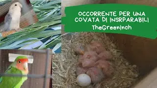 Occorrente per una buona covata di inseparabili!     |TheGreenInch