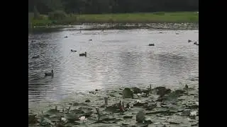 Marlot: Aan de vijver 1