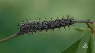Watch Out for Buck Moth Caterpillars