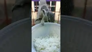 Cute Voice Of Chipmunk 😍😍#shorts