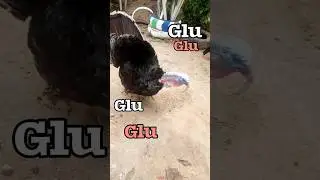 N&Atilde;O PODE OUVIR UM BARULHO QUE FAZ O GLU GLU 😁#Shorts #Peru #aves #Perus #cria&ccedil;&atilde;o