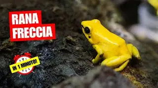 La rana freccia - I suoi colori sono mortali - In 1 Minuto!