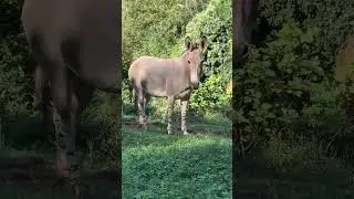 Asnos somal&iacute;es 🐴 - Parque de Cabarceno (Cantabria-Espa&ntilde;a)