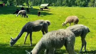 Relaxing music lugnt Ijud vacker natur Beautiful piano sound #nature #relaxingmusic # sleep sound 🌸