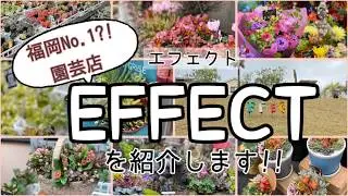 【福岡人気園芸店】“effect”パラダイスな園芸店を紹介します!! 多肉屋