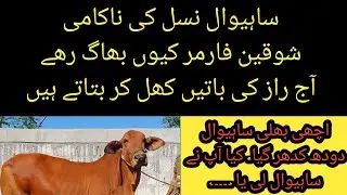 Sahiwal nasal ki nakami II Sahiwal ka shoqeen farmer ku khtm ho rha II Sahiwal  best breed