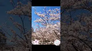 It&rsquo;s Cherry-blossom season (桜季節) in Japan 🇯🇵🌸 #reels #travel #日本