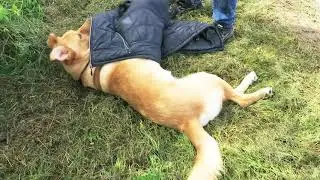Hundetrick 
