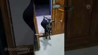 Kooti romba smart dhan 🤣🤣🤣💚💜 #kootifamily #funnygoat #tamil #petlover