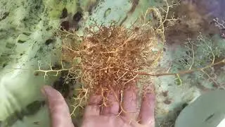 Basket Sea Star from the Florida Keys