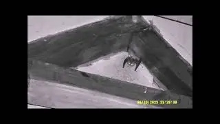 Brown Long Eared bats