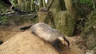 Some European badgers are &ldquo;Super Rangers&rdquo;