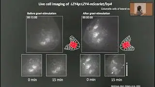 Gravity sensing and signaling mediated by dynamic polarity shift of LZY