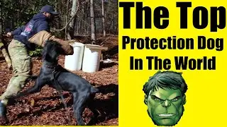 10 Reasons Why Giant Schnauzers Make the Best Protection Dogs!