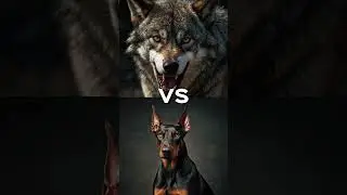 Wolf vs Dogs #animal #animals #dogs #wolf