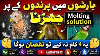 Molting in birds / what is molting? / precautions during Molting period/ urdu / Hindi / Language
