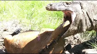 Try swallowing a large goat by the Komodo dragon