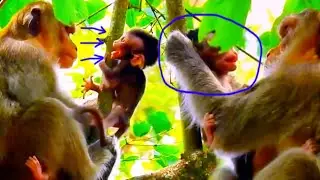 Heartbreaking Moment! Newborn Baby Monkey Exhausted & Struggling While Mom Ignores Him 😢🐒
