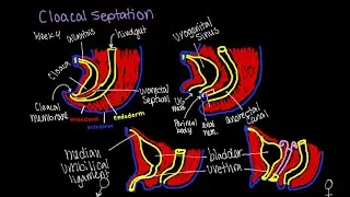 Embryology: Cloacal Septation
