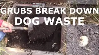 Grubs Break Down Dog Waste