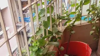 I picked and cooked the puishak from my own tree. Balcony puishak. Fresh vegetables