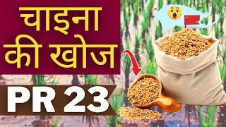 Can Rice last forever?🥵PR 23 rice developed in china| Biggest rice producer in world| #china
