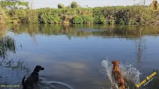Bailey Dog with Yellow Hoop and a new Bailey Swimming Training River Avon