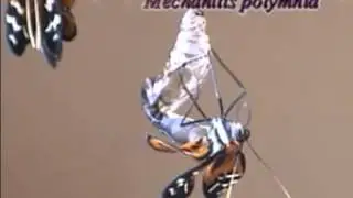 Mechanitis polymnia