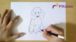 How to Draw Poodle step by step
