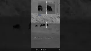 #hoghunting