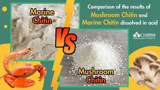 Comparison of the results of Mushroom Chitin and Marine Chitin dissolved in Acetic Acid