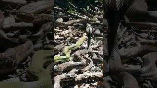 Snake Gathering &ndash; Real-World Jungle Scene 🐍 | Veo3 AI Ultra Realism