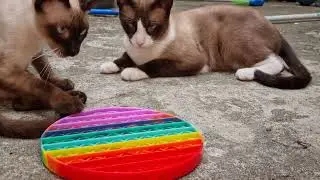 Cute Siamese Cats Play with Pop It! 😻 Hilarious Fidget Toy Reaction