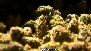 &Eta; &mu;&alpha;&rho;&iota;&chi;&omicron;&upsilon;ά&nu;&alpha; | NatGeo Marijuana Nation | Greek Subs