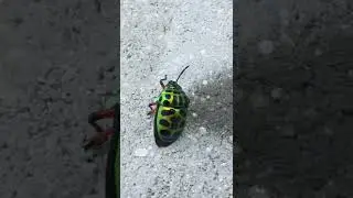 Guess this beautiful bug name