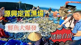 源興漁港定置漁場～JJFamily買魚日記～鮮魚大爆發～軟絲、透抽大自由（113/7/6）