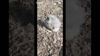 Спасение ПТЕНЦА сокола 🦅 Rescue of a little falcon #realstory #реальныеистории  #история #story