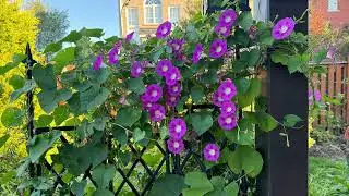 Self Seeding Flowers 自己播种易维护的花卉