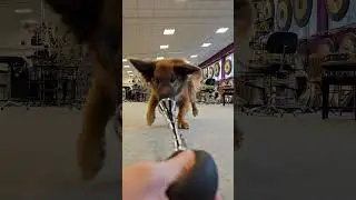 Dog loves Taxihorn #taxihorn#kolbergpercussion#percussion