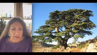 Predictions #8&mdash;Battle of the Sexes?&mdash;Lebanon Cedar #channeling #treelovers #currentevents