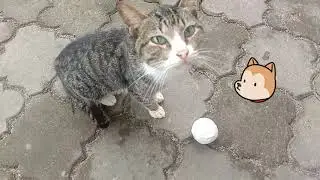 The Cat's Ball - A fun time to play, chase, and slide with the ball
