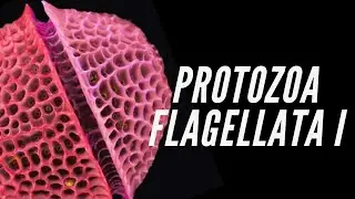 Protozoa II - Flagellata: Euglenophyta, Chlorophyta e Dinophyta