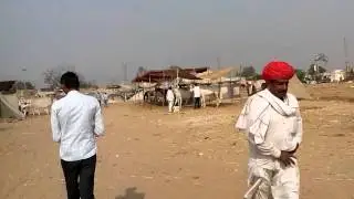 Pushkar Fair 2015
