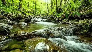 Babbling Brook in Forest with Birds Singing, Nature Sounds to Help Sleep, Focus, and Relax Deeply