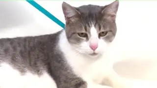 All 4 Pets: Why You Should Consider Adopting a Senior Pet