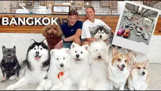 Explore BANGKOK with us : Dog cafe, Shopping, Night Life | Lucy Gray