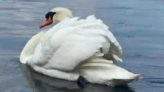 Swan Pen (Anglesey) Nesting Full Time As Anglesey Cob Comes To Bully Dylan & Ellie! 28 April, 2024.