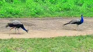 Jungle moor...AA Gaya gao me....#moor #entertainment #birds #peacock#junglelife #wildlife 
