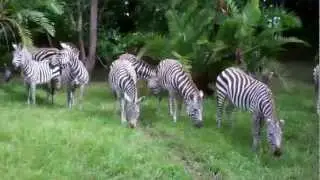 Zebra habitat Kilimanjaro safari watering hole Disney Animal Kingdom