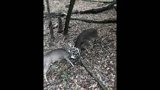 Who wins ?? #deerhunter #deerhunting #wildlife #hunting #deerhunt #nature